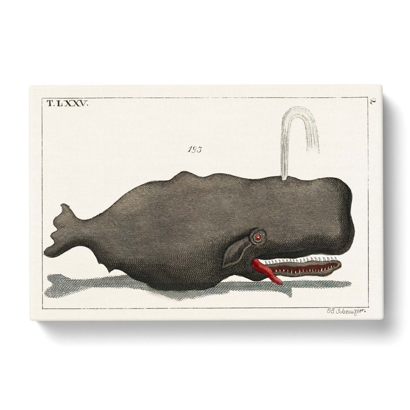Vintage Whale Illustration - Wrapped Canvas Painting, 50cm H x 76cm W x 3cm D