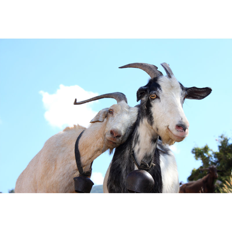 Love Goats by Aydinmutlu - Wrapped Canvas Print, 30cm H x 46cm W x 3.8cm D