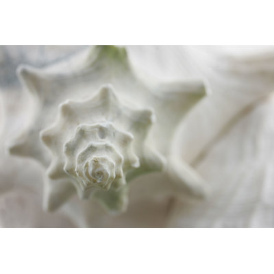 " Conch Shell "