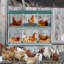 Boîte de nidification pour poulets, 6 nichoirs en métal pour poules, boîtes de nidification pour poules en acier galvanisé, facile à assembler