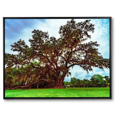 Largest Oak Tree In Gainesville, Florida Print by Brian Mc Clean