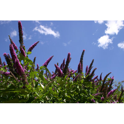 Lavine Buddleia Davidii - Wrapped Canvas Print