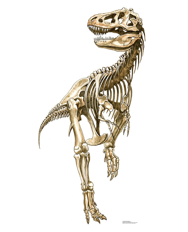 Life-Size Tyrannosaurus Rex Skeleton Cardboard Stand-Up