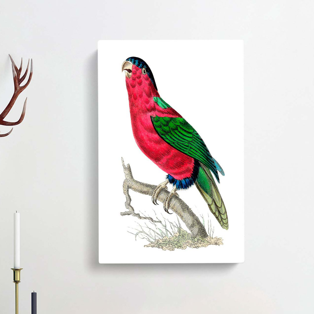 Crimson Parakeet by George Shaw - Wrapped Canvas