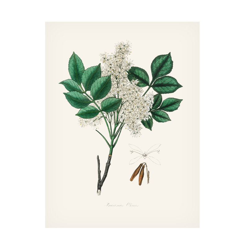 Art sur toile, botanique, bolognaise, John Stephenson, H 19 po x l 14 po