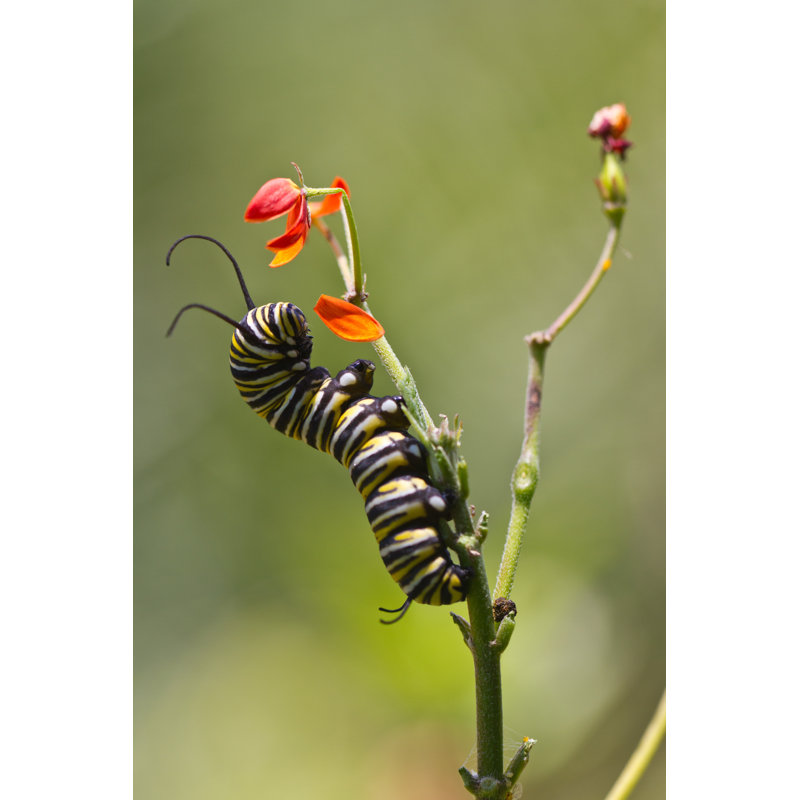 Hondo Monarch Caterpillar - Wrapped Canvas Print, 91cm H x 61cm W x 3.8cm D