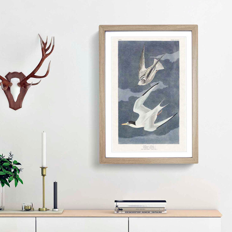 Lesser Tern Birds by John Audubon - Framed Print, 48cm H x 36cm W x 2cm D, Oak Framed