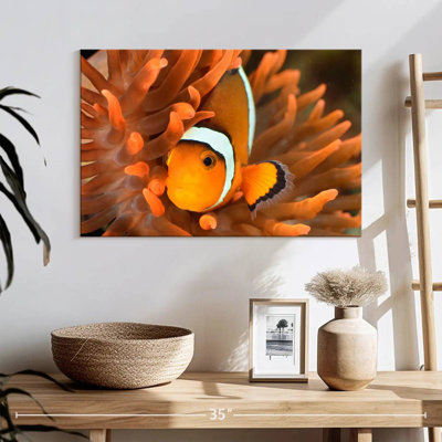 Brampt Orange Clownfish