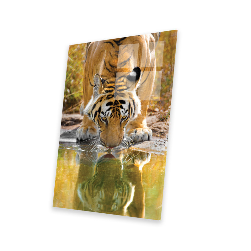 Tigre du Bengale reflétant dans l'eau, Inde