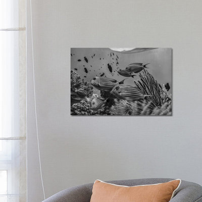 Angelfish Group And Soft Coral, Bohol Island, Philippines by Tim Fitzharris - Gallery-Wrapped Canvas Giclée on Canvas