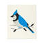 Ensemble de 2 débarbouillettes Blue Jays