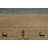 Striped Gabbeh Indian Area Rug 5x8