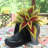 Boot Buddies Charlie Dog Planter