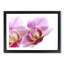 A Pink Orchid Flower - Framed Print-55450886-55450887