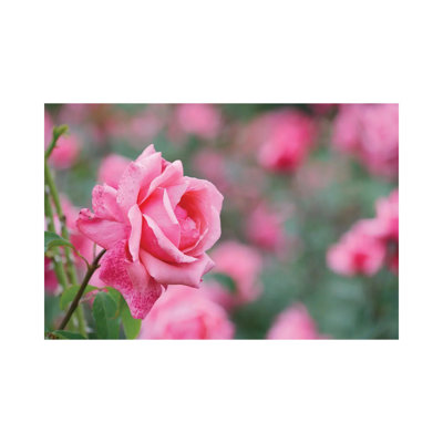 Garden Of Blooming Roses II by Mike Kiev - Wrapped Canvas Print