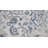 Statham Southwestern Indoor Rug-919077336