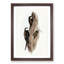 Australian Spine-Tailed Swallows by Elizabeth Gould - Framed Print-55456708-55456709