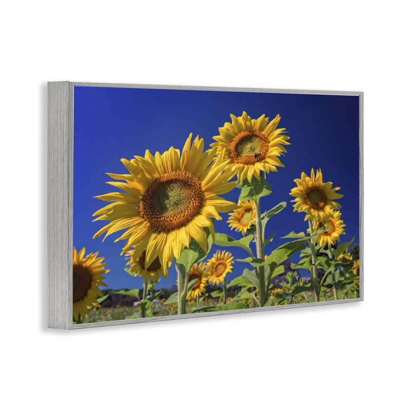 Tournesols lumineux avec ciel bleu, estampe numérique par Rick Berk, Estampe numérique Farmhouse, H 16 po x l 24 po