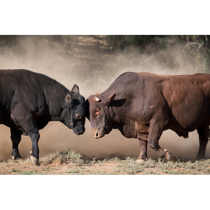 Two Large Bulls Fighting by Nattrass - Wrapped Canvas Print, 51cm H x 76cm W