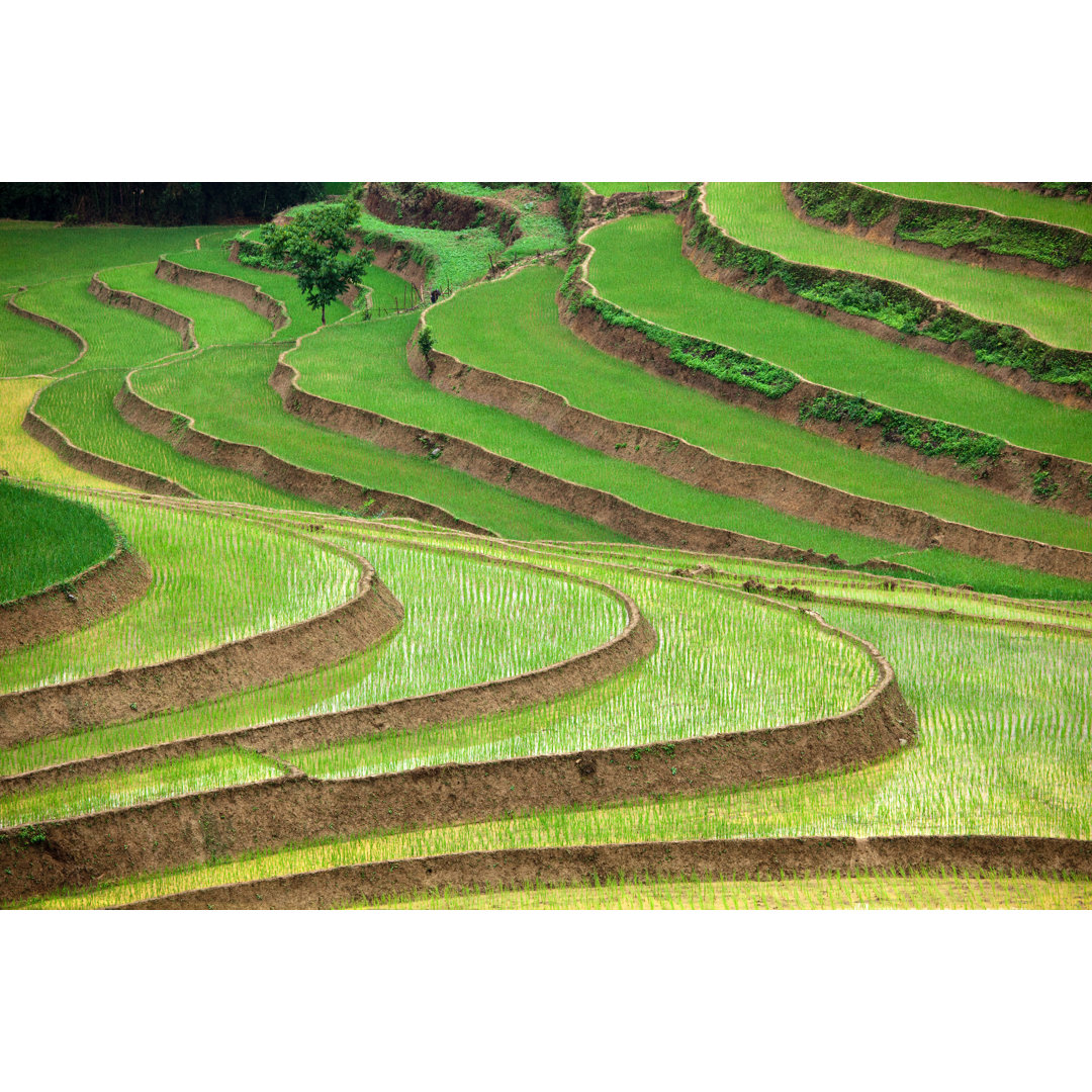 Rice Paddy, Vietnam by Beboy_ltd - Wrapped Canvas Print