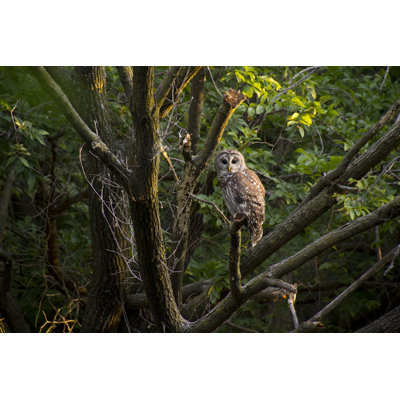 Wild Barred Owl by Ricardoreitmeyer - Wrapped Canvas Print