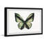 Vert forêt-papillon-impression sur papier-62471575