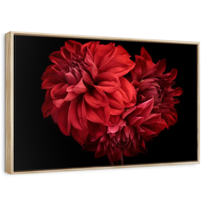 Dahlia rouge en fleurs, Cadre flottant en bois naturel, 25 po x 17 po