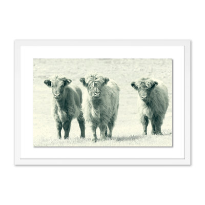 Cows Print by Pernille Westh