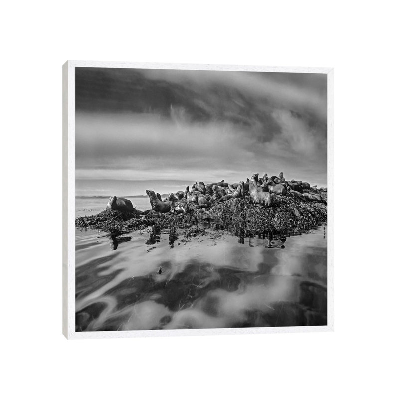Steller's Sea Lions, Alaska by Tim Fitzharris - Gallery-Wrapped Canvas Giclée on Canvas, 66.04 cm H x 66.04 cm W