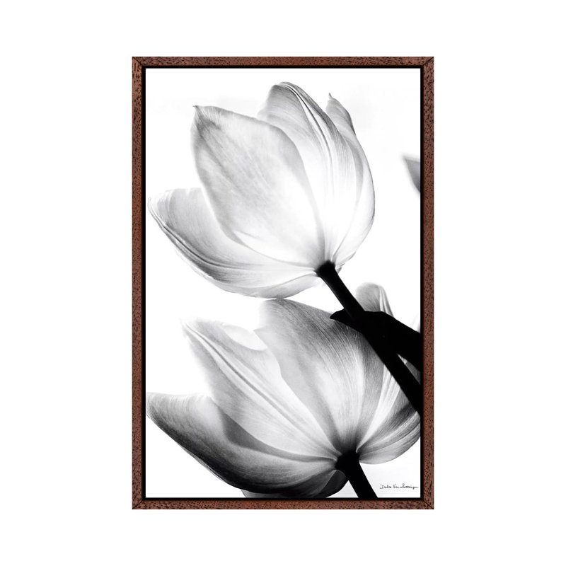 Translucent Tulips II by Debra Van Swearingen - Wrapped Canvas Print, 101.6 cm H x 66.04 cm W, Classic Wood Floater Framed