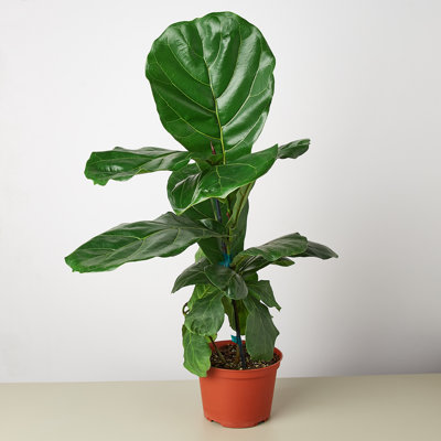 House Plant Shop Live Foliage Plant