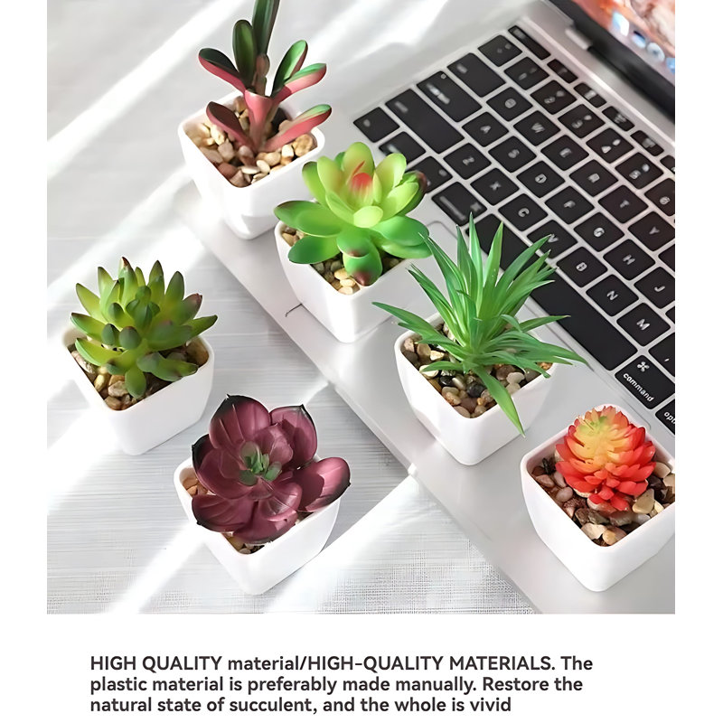 Plante grasse 3,34 po