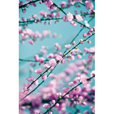 Tender Pink Sakura Background - Wrapped Canvas Print