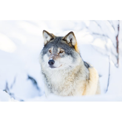 " Close-Up Of A Wolf Standing In The Snow " by Kjekol