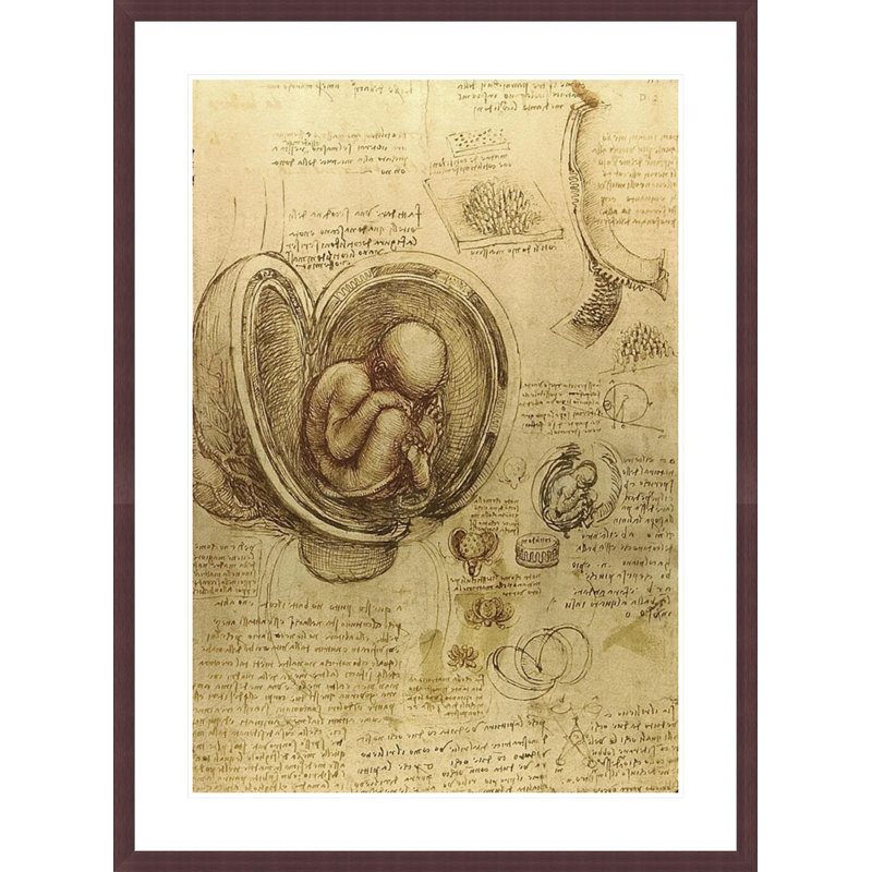 Study of fetus by Leonardo da Vinci -Framed Giclee Print, H 41,5 po x l 30,65 po