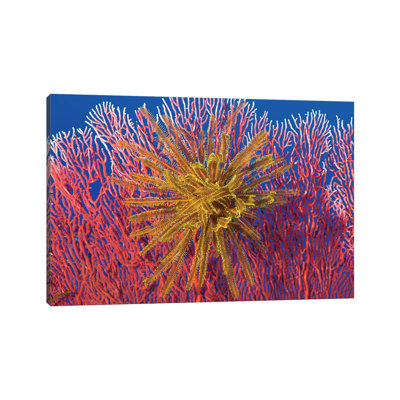 Yellow Feather Star On Red Sea Fan by Steve Jones - Wrapped Canvas Print
