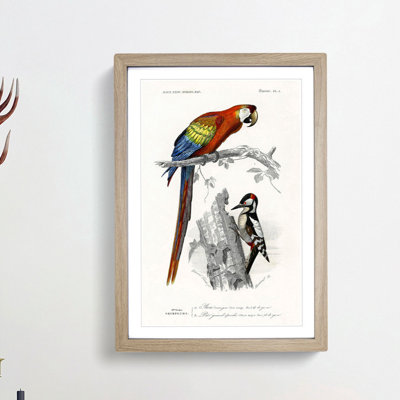 Parrot and Woodpecker by Charles dOrbigny - Framed Print