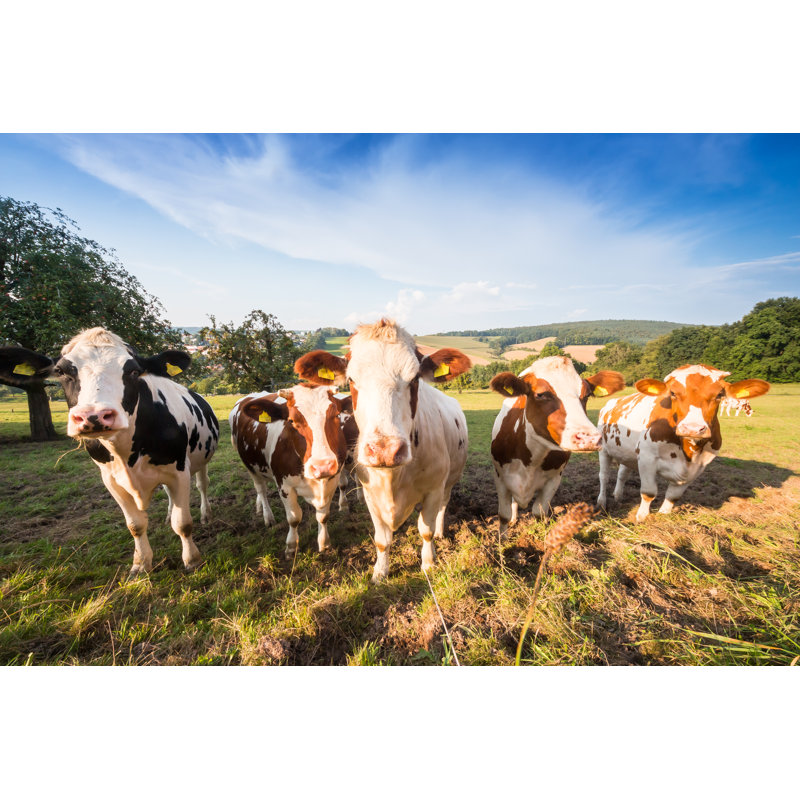 Fleckvieh and Schwarzbunte by lightstock - Wrapped Canvas Rectangle Print, 30cm H x 46cm W x 3.8cm D