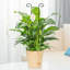 Treillis pour plantes en pot (lot de 2), grand treillis de jardin de 60 cm pour plantes grimpantes d'intérieur et d'extérieur