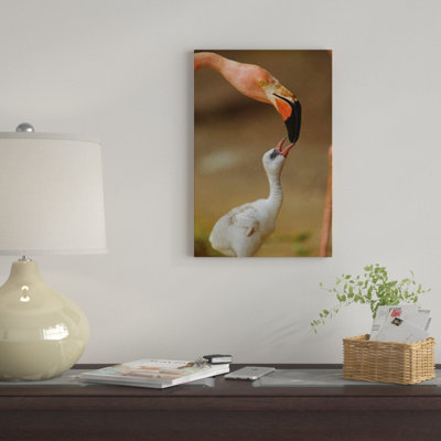 " Greater Flamingo Mother And Begging Chick, Caribbean " by Tim Fitzharris