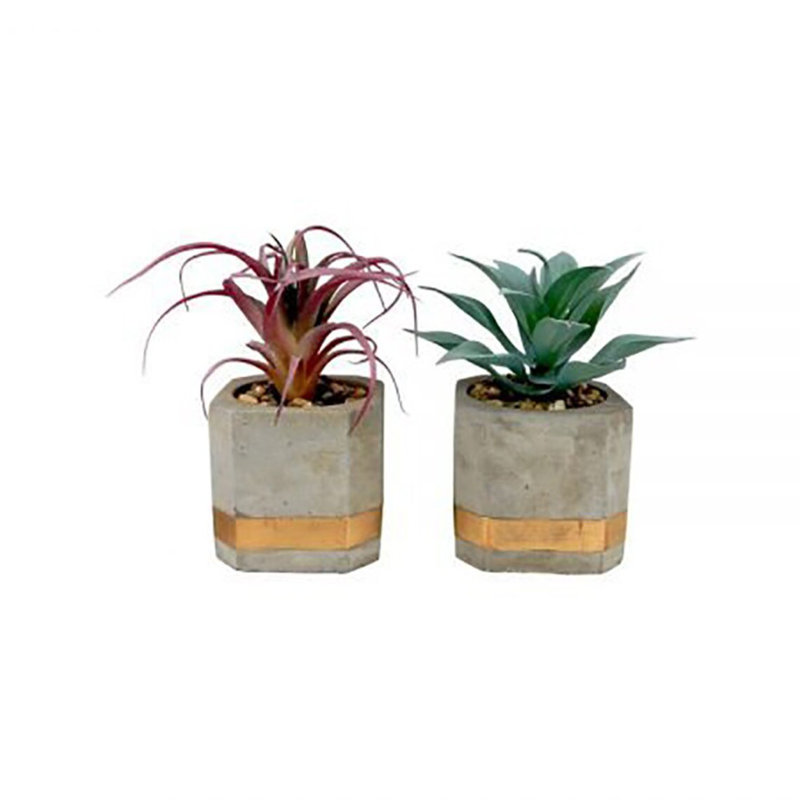 Centre de table succulent en pot de ciment moderne