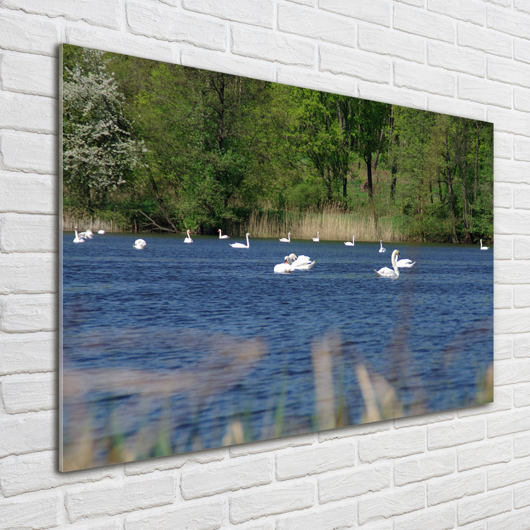 Glasbild White Swans