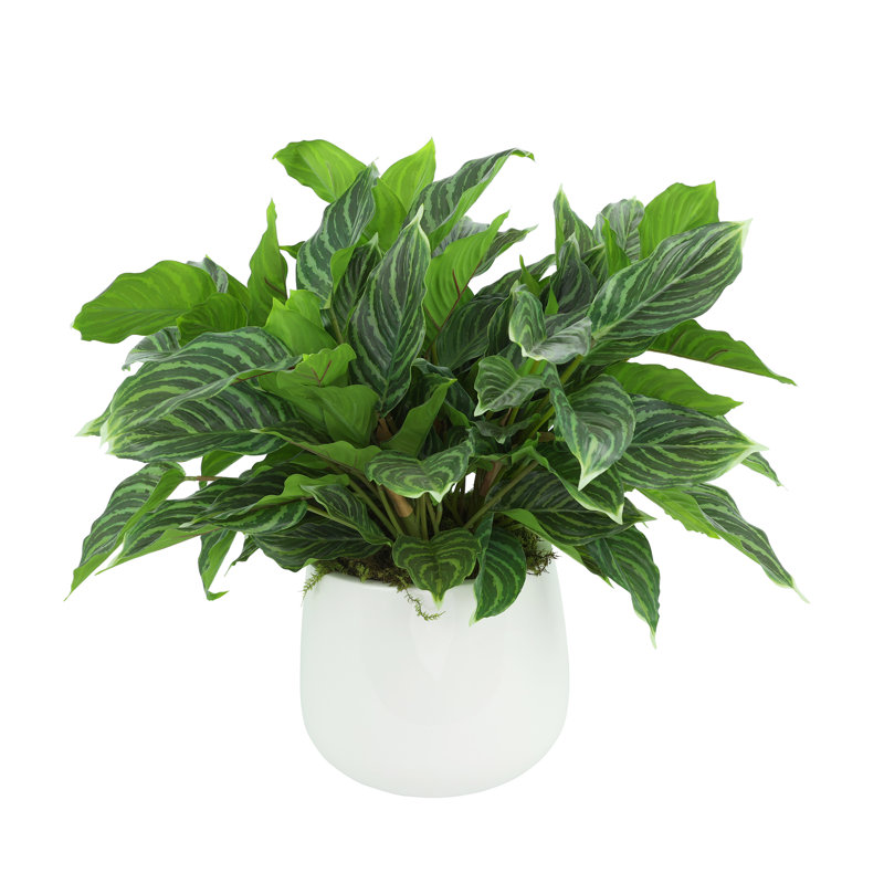Buisson de Rohdea Japonica dans un pot rond