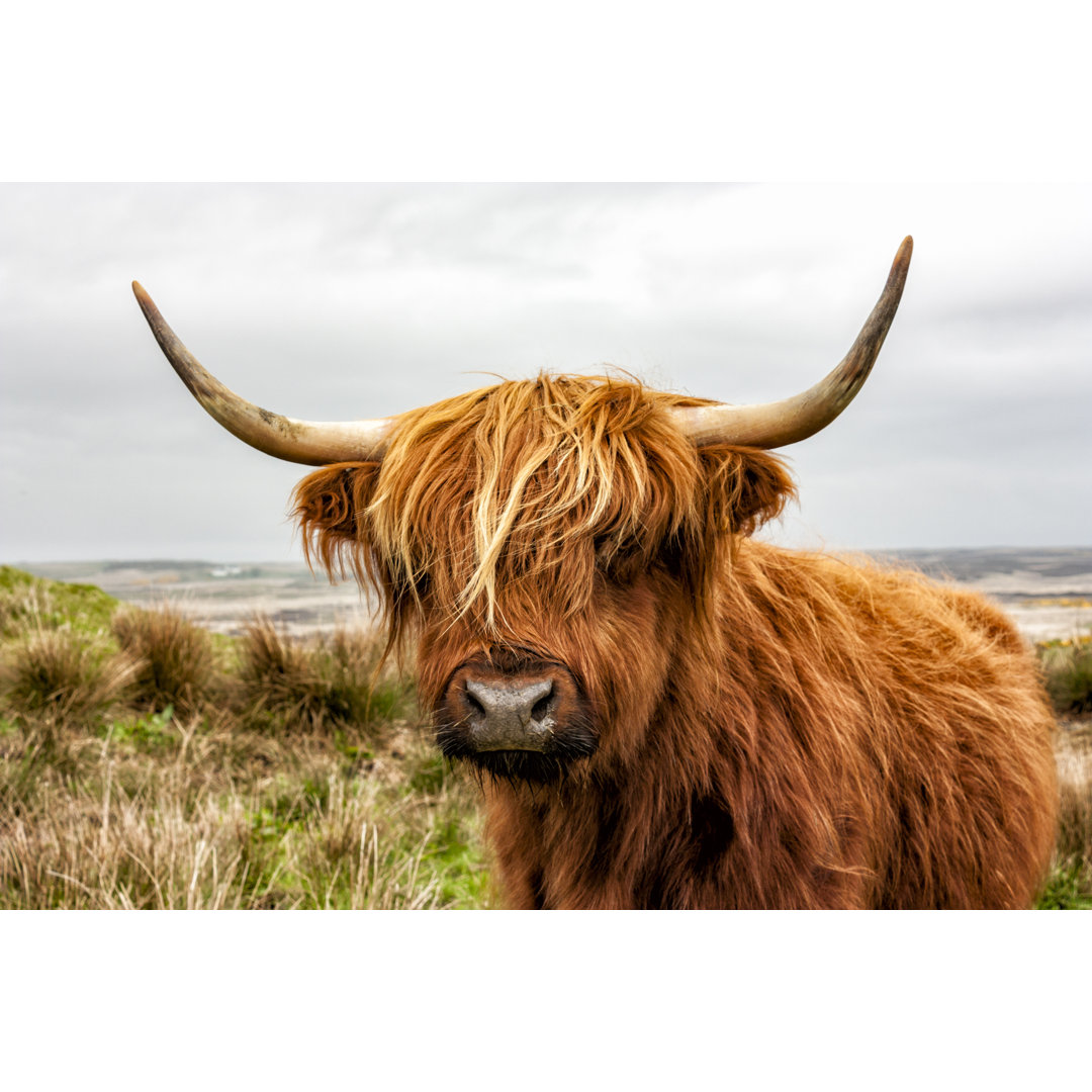 Leinwandbild Headshot von Hochlandrindern