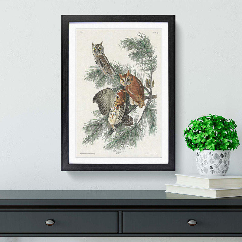 Little Screech Owls by John Audubon - Picture Frame Painting Print, Black Framed, 36cm H x 27cm W x 2cm D
