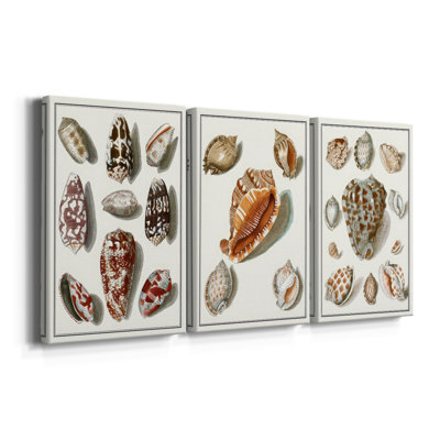 Collected Shells VI  -Custom Wrapped Gallery Canvas - 3 Pieces