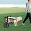 Fauteuil roulant pour chien