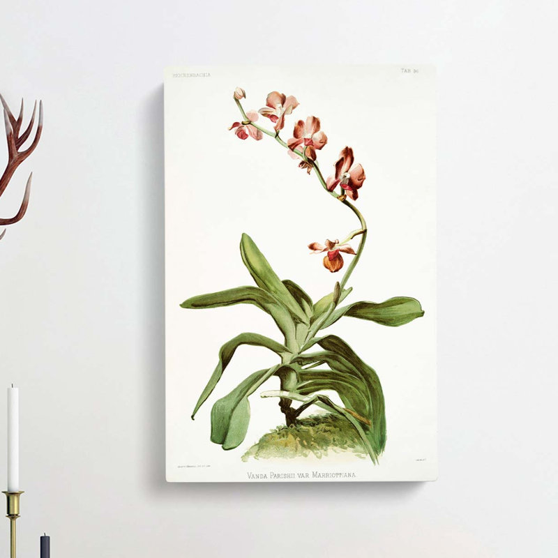Magnolia Flowers Illustration Tab. 96 by Frederick Sander - Wrapped Canvas Print, 91cm H x 60cm W x 3cm D