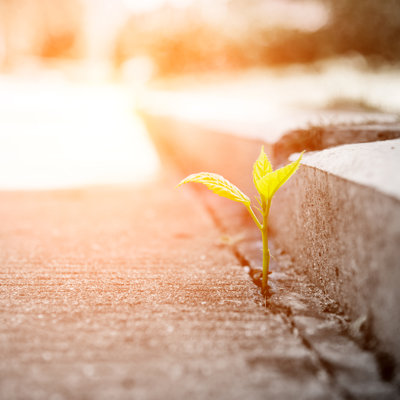 Growing Out of Concrete by Baona