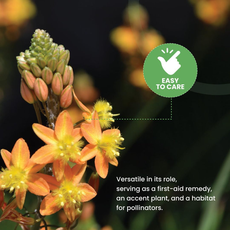 Orange Bulbine Flowering Shrub in Black Pot, 6-Inch